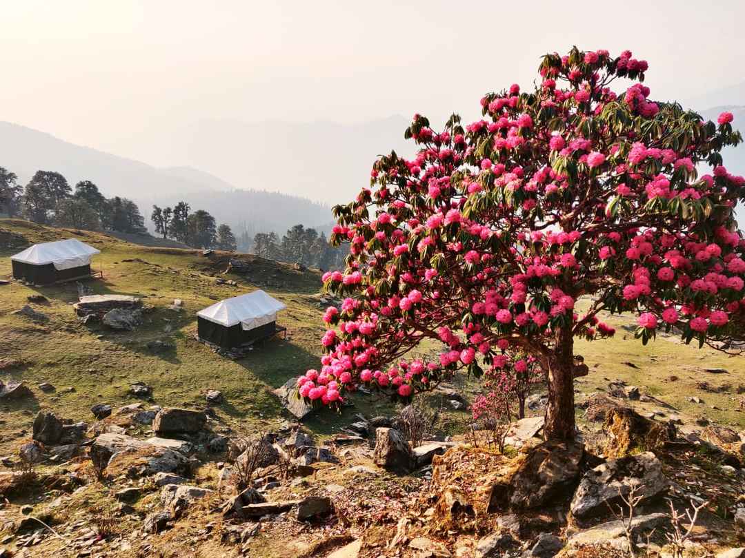  Chopta Winter Trek | TourMyHoliday