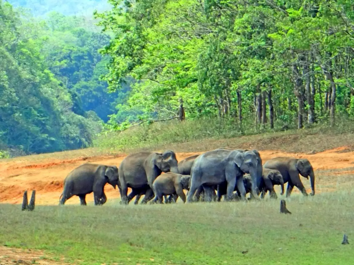 Periyar National Park